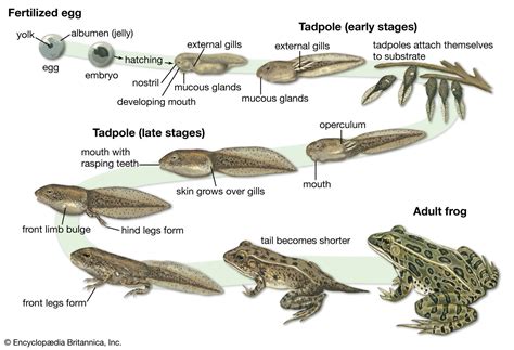 i. Frog, Tortoise, Toad, Salamander ii. Tube feet, Setae, .